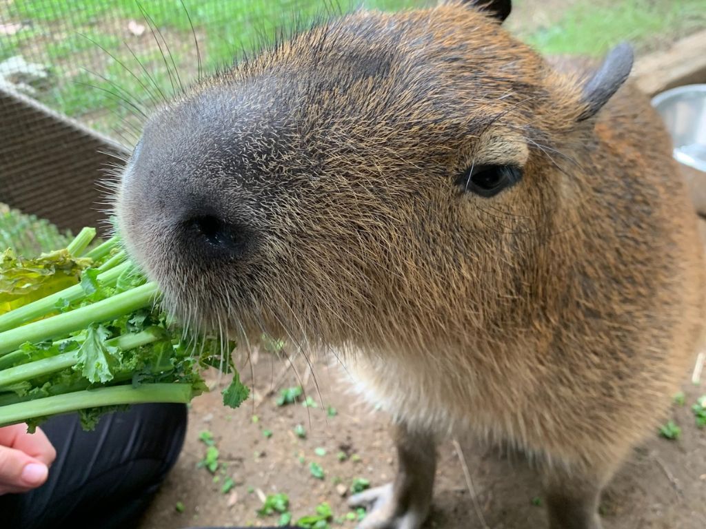 Animal Adventures Family Zoo & Rescue Center 1