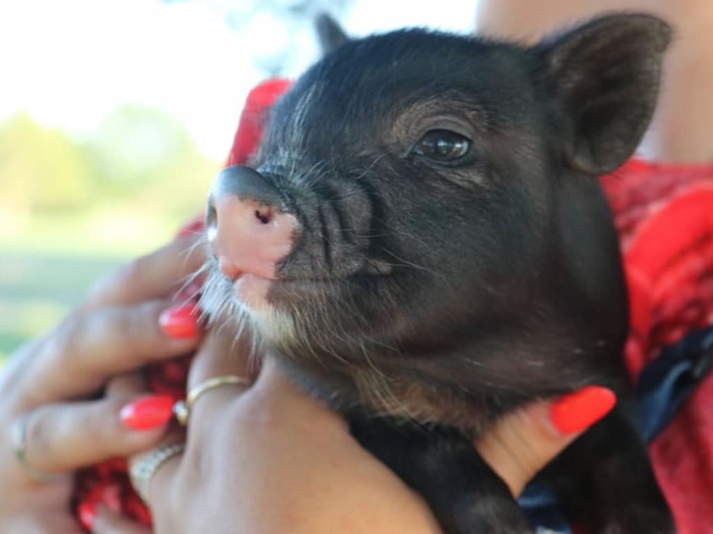 Barn Babies